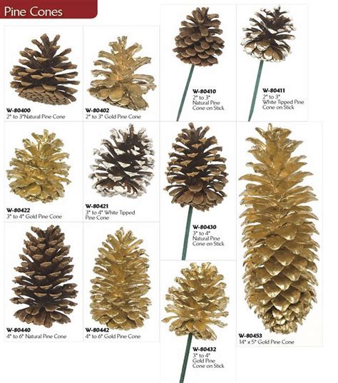 pinecone & pony 123movies|pine cone identification chart.